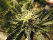 Blueberry Hybrid Cannabis