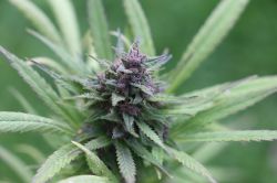 Blueberry Regular Cannabis